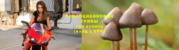 твердый Аркадак